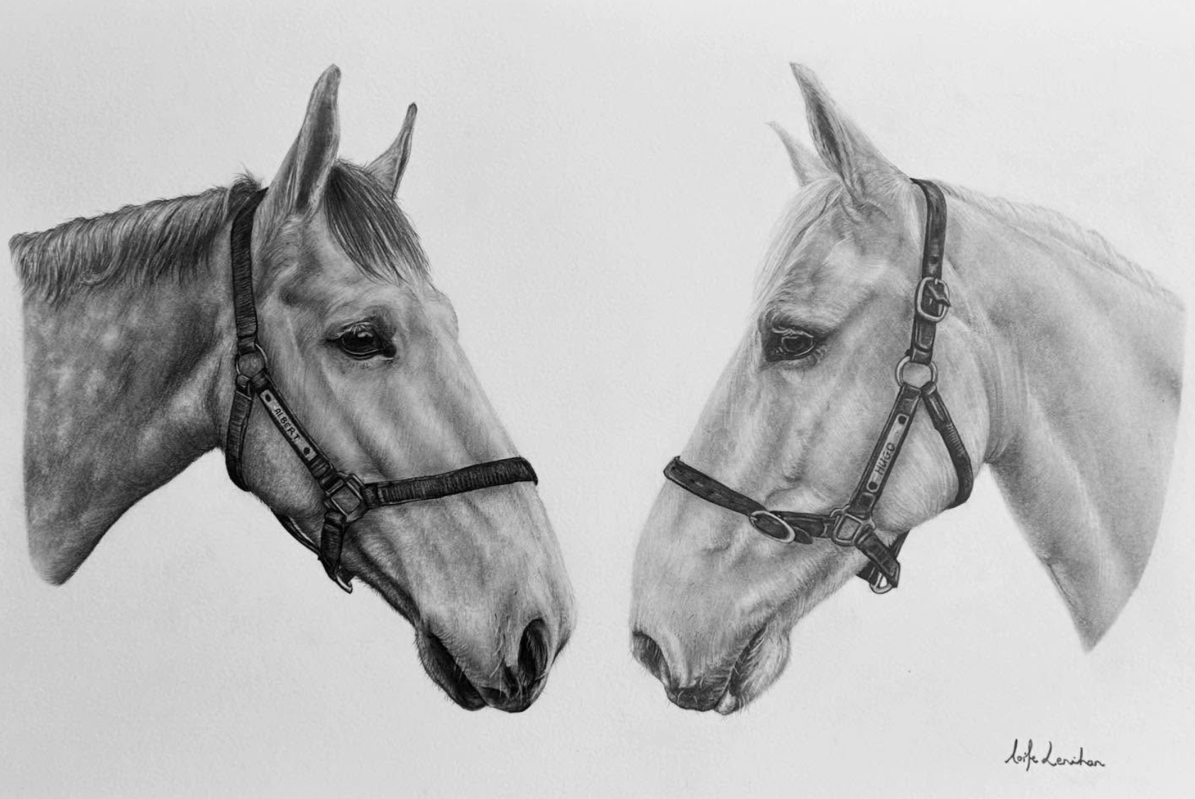 Pencil drawing by Aoife Lenihan of two horse heads wearing halters named Albert and Hugo